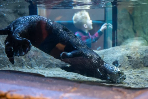 Brauciens pa Bārtas upi